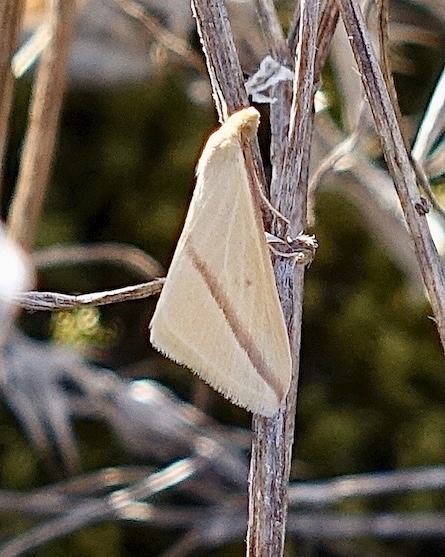 vestal